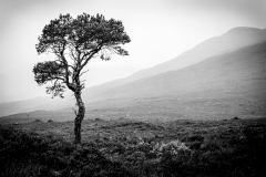 Peter-Andrew-Tree-on-a-Bare-Hillside