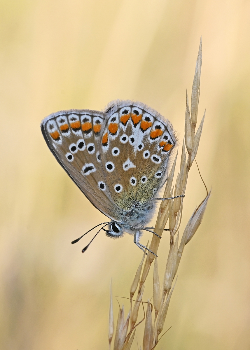 HC-Common-Blue-Butterfly-on-Grass-Stem-1
