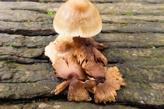 1_Sutton-Hoo-Lone-Fungus