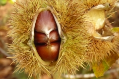 Sutton-Hoo-Not-A-Sweet-face