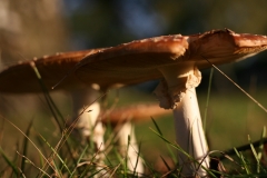 Sutton-Hoo-Xmas-Fungi