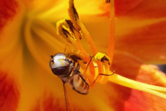 Hoverfly on a Lily