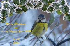 Christmas-card-from-JItka-only