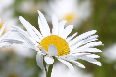 Oxeyed daisy
