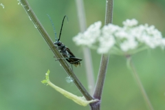 longhorn-beetle-scaled
