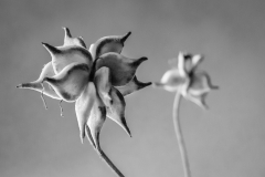 seed-pod-Lumix-bw-1030771