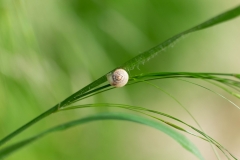 snail-on-grass-Jitka-Bryn-scaled