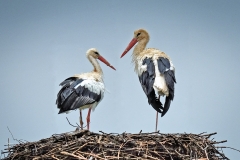 Stork Conversation