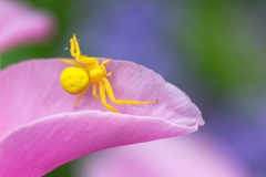 yellow-spider-on-a-pink-tulip-pettle-Jitka-Bryn-scaled