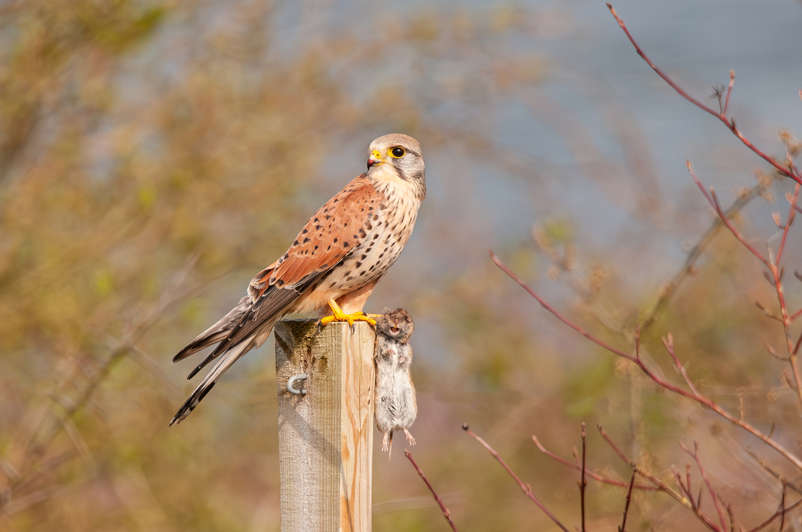 1_st-Andy-Fox-Kestral-and-Life