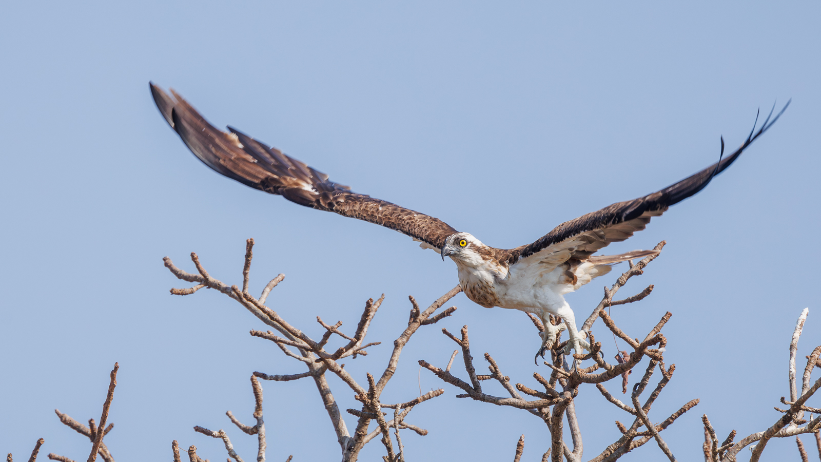 Phil-Gravett-Osprey-Take-Off