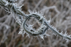 Double-barbed wire