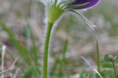 Pasque-flower-Lucie-scaled