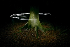 tree-surrounded-1