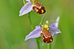 11 Bee Orchid MJ