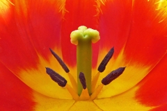 13 Tulip Flower Centre MJ