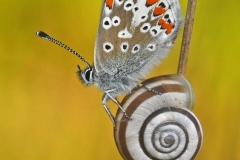 Brown Argus Butterfly Perched on Snail