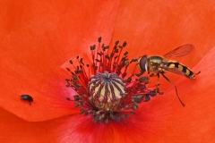 Insects on a Poppy Flower