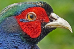 3 Pheasant Profile MJ