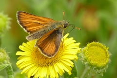 5 Small Skipper MJ