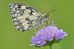 6 Marbled White on Scabious MJ