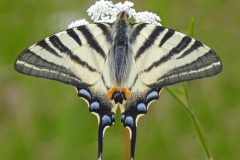 7 Scarce Swallowtail MJ