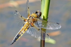 8 Four Spotted Chaser Dragonfly MJ