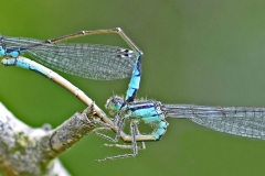 9 Azure Damselflies Mating MJ