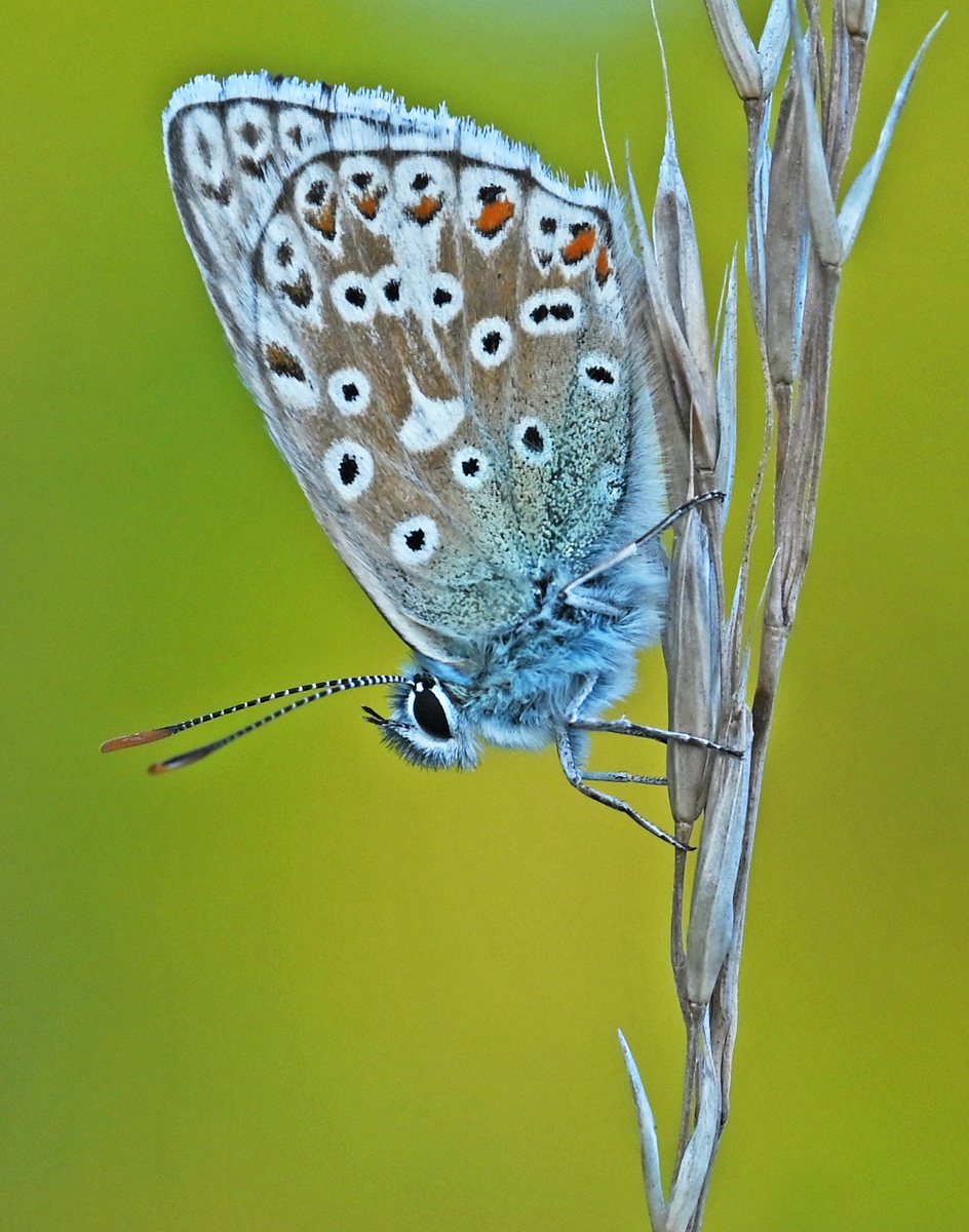 Chalkhill Blue Butterfly on Grass Stem