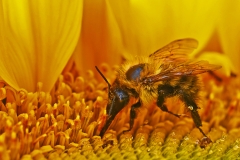Bumble Bee on Sunflower Head