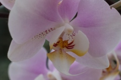 Eye of the Orchid