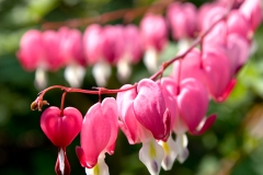 Bleeding Heart