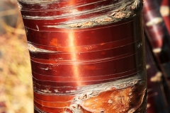 Polished Bark