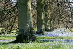 Spring Avenue, Anglesey Abbey
