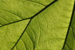 Sun through a leaf