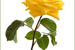 Yellow Rose