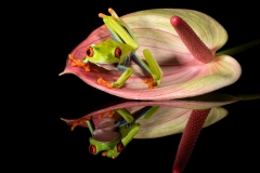 2nd: Peter Baker - The Frog