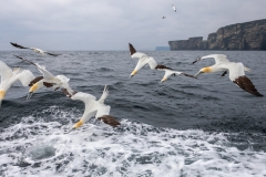 1st: Gannets Hunting - Peter Baker