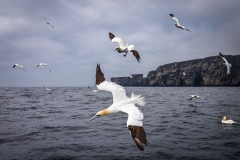 HC-Hunting-Gannets-Peter-Baker
