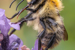 Collecting Nectar - Phil Gravett