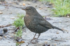 Birds-7717