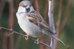 Birds-7730