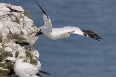 Gannet-Take-off-Bemton