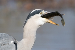 Heron-4226