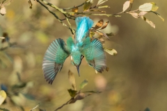 Kingfisher-5807