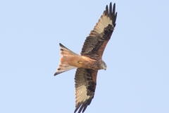 Kite-2904