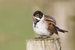 Lackford - Burwell-7234