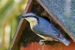 Nuthatch-3693