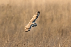 S E Owl-6565