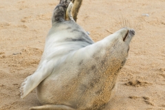 Seals-7930